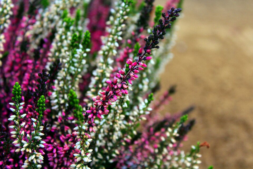 Flowers plant flowering