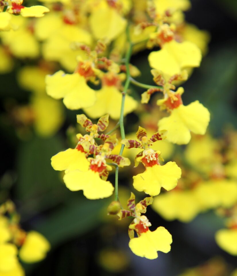 Orchid flower blossom photo