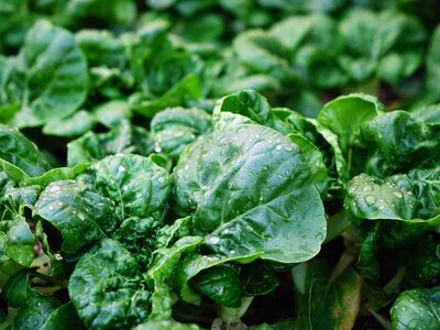 Organic green raw