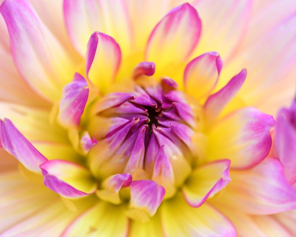 Yellow macro petal