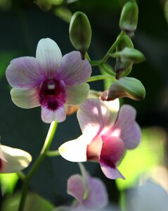 Orchid flower blossom photo