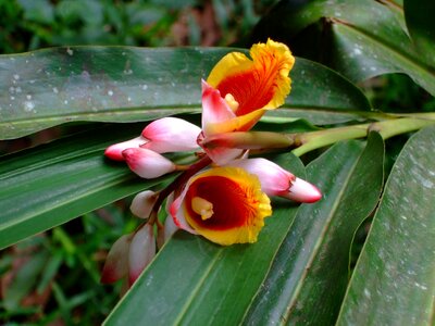 Zanzibar orchid flower