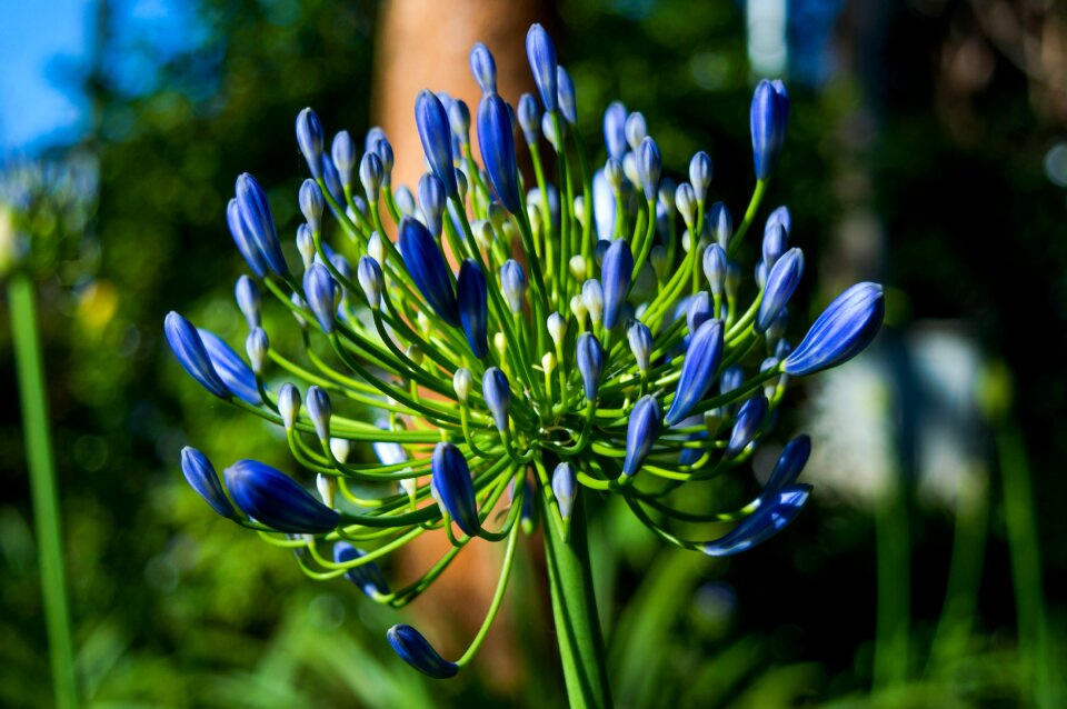 Plant garden outdoor