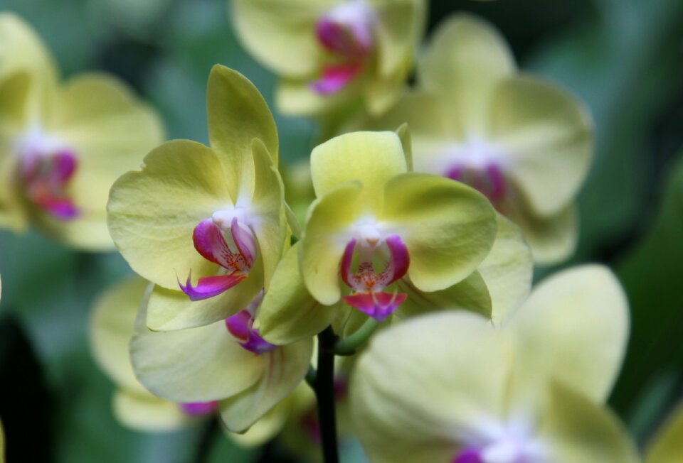 Orchid flower blossom photo