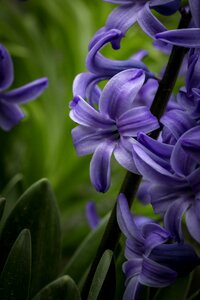 Green background close-up purple