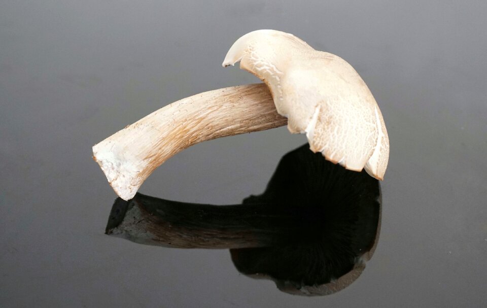 Mushroom fungus nature