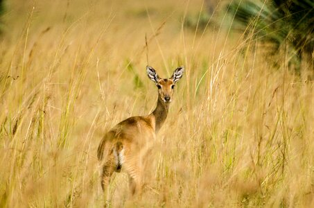 Forest mountain grass photo