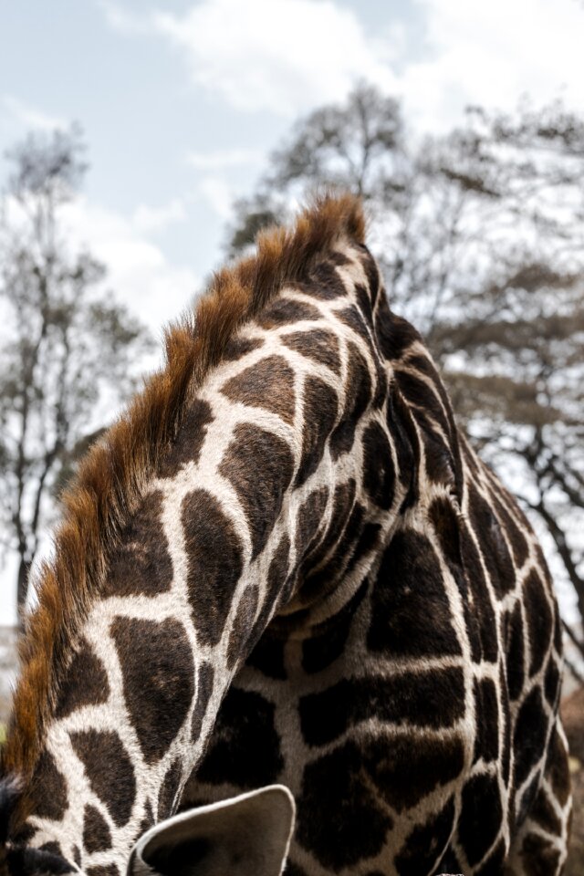 Wildlife mammal safari