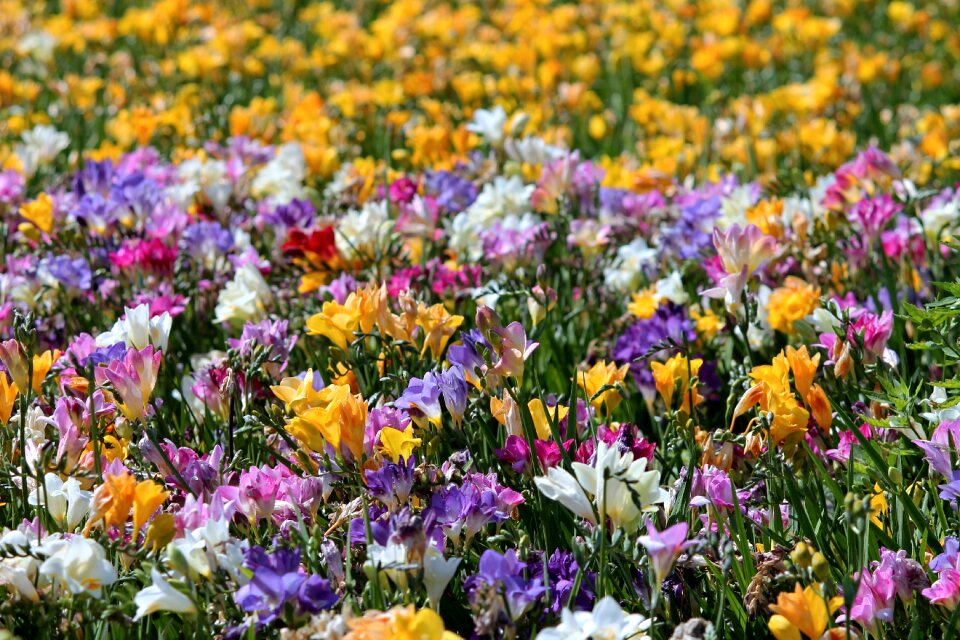 Sea of flowers blütenmeer colorful