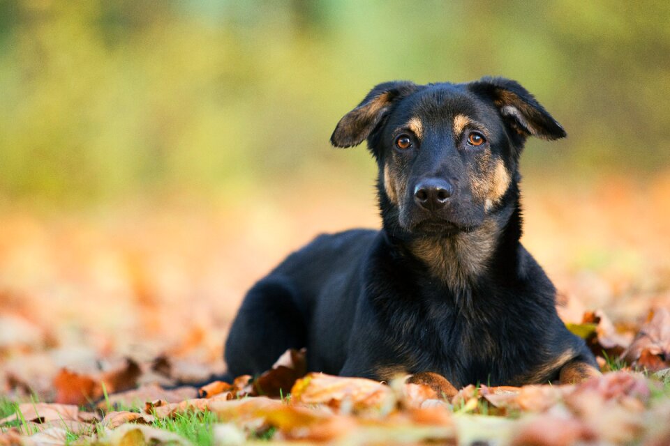 Cute shepherd dog puppy