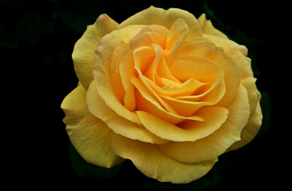 Petal floral closeup