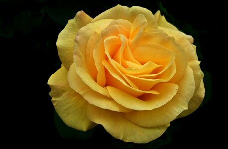 Petal floral closeup photo