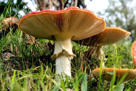 Lamellar mushroom forest photo