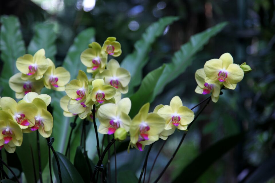 Orchid flower blossom