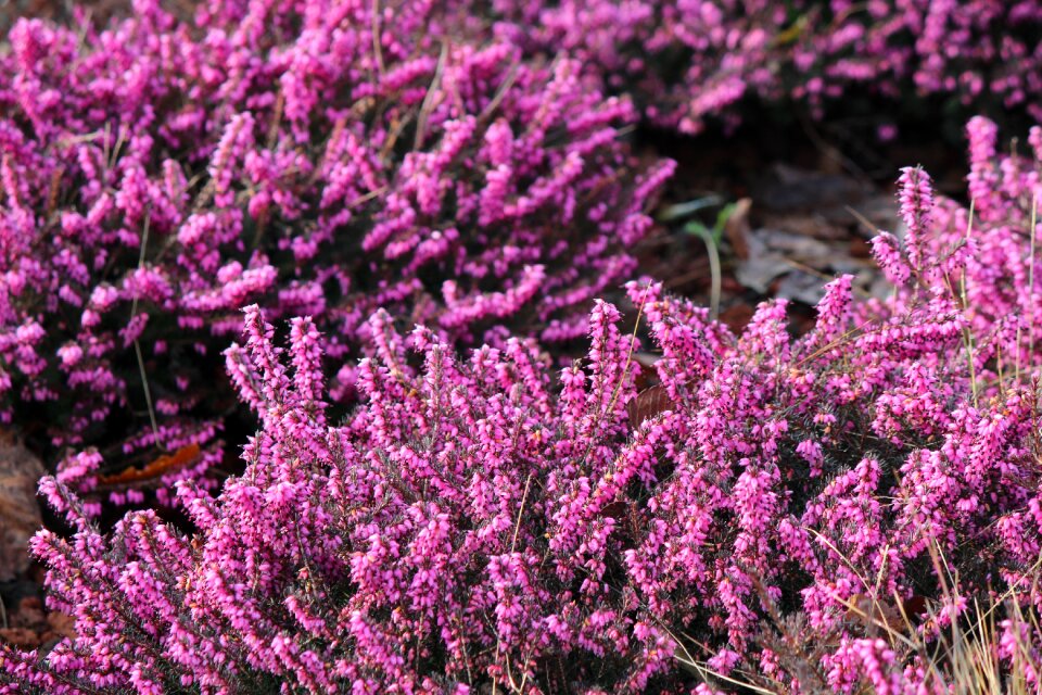 Blooming season garden