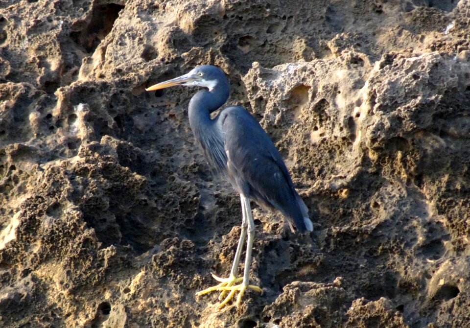 Egretta gularis western reef egret fauna