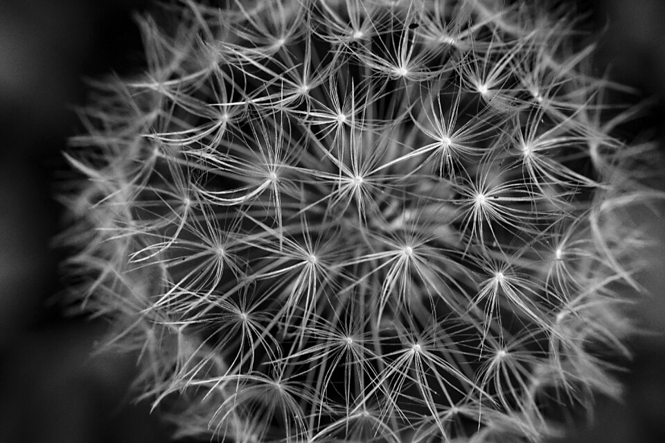 Macro flower black background