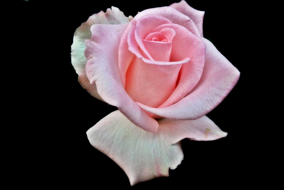 Petal love blooming