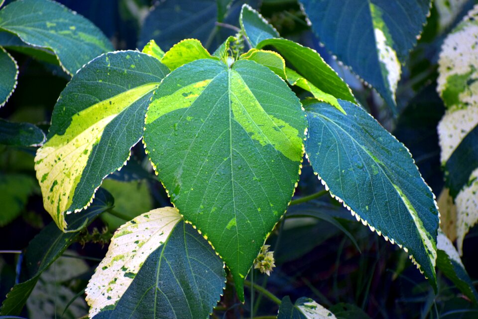 Infested green morning dews