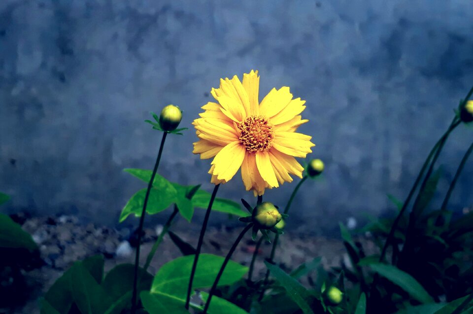Nature floral garden
