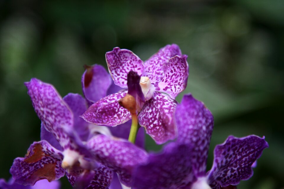 Orchid flower blossom photo