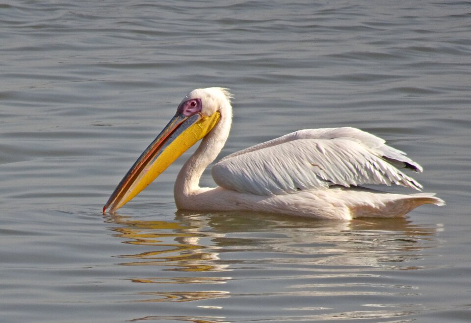 Eastern white pelican rosy pelican white pelican