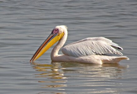 Eastern white pelican rosy pelican white pelican photo