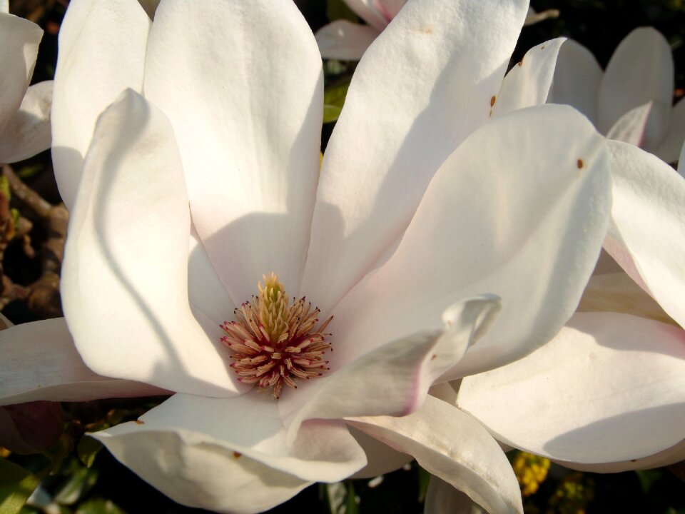Flowers bloom beautiful