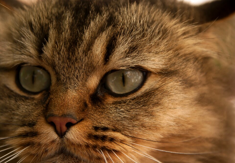 Domestic animal eyes feline photo