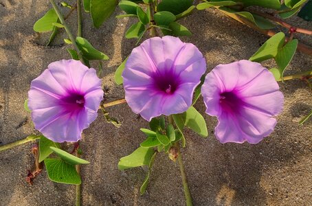 Beach morning glory do patti lata maryada-vel