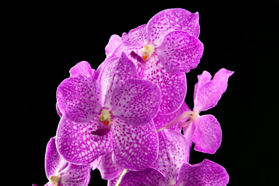 Orchid plant blooming