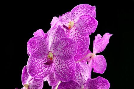 Orchid plant blooming photo