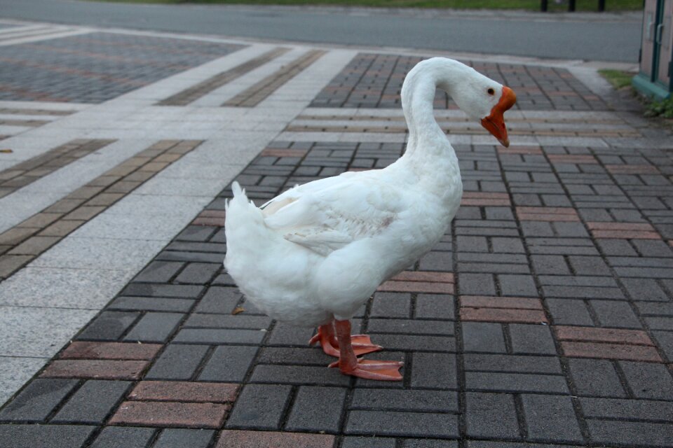 Red eagle academy animal big white goose goose
