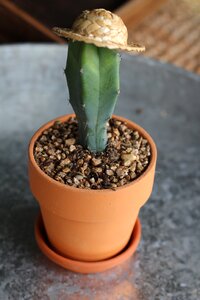 Interior soil moisture a fleshy plant photo