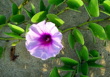 Beach morning glory do patti lata maryada-vel photo