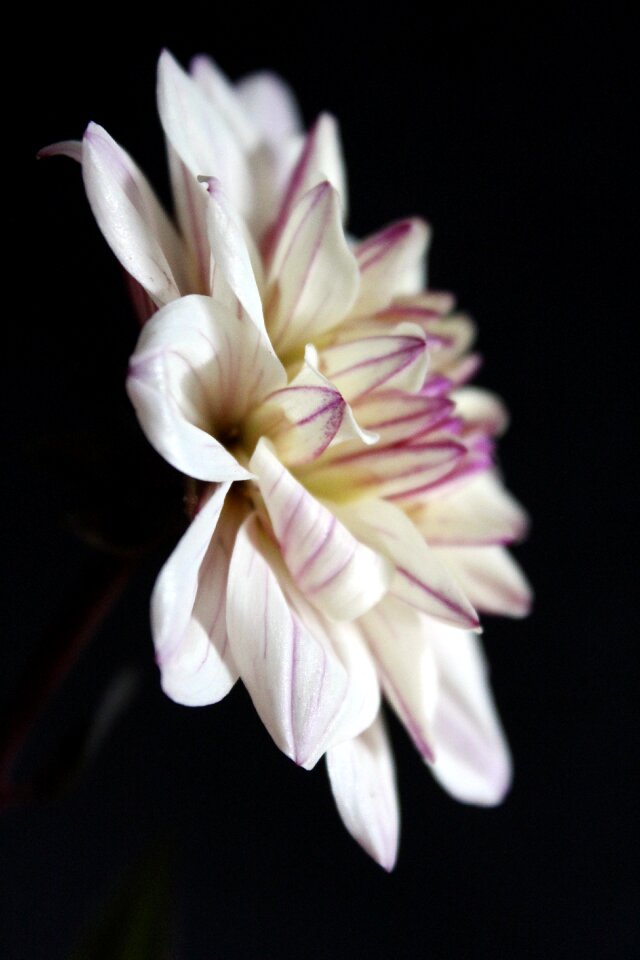 Blossom bloom dahlia garden