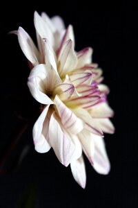 Blossom bloom dahlia garden photo