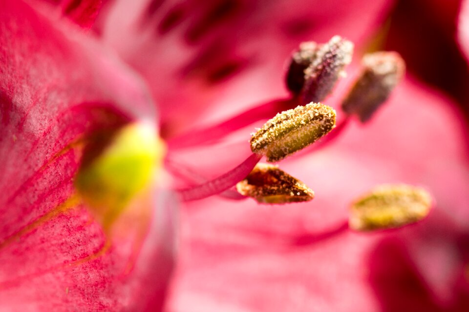 Bloom flower stamen