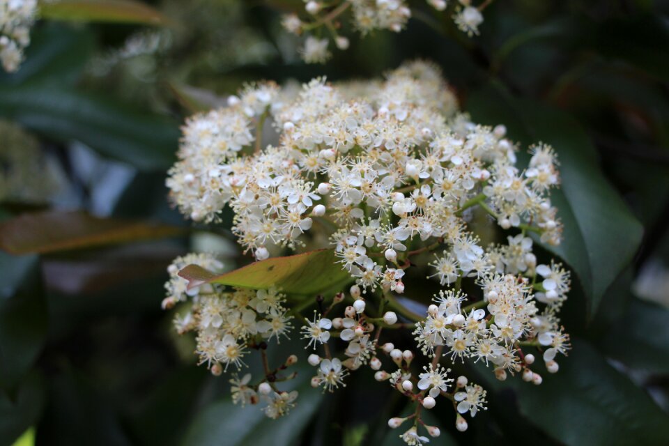 Flower white flowers campus flowers