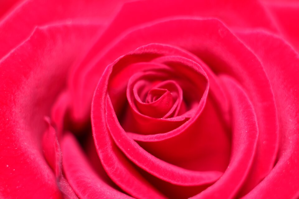 Love scam love attachment