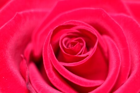 Love scam love attachment