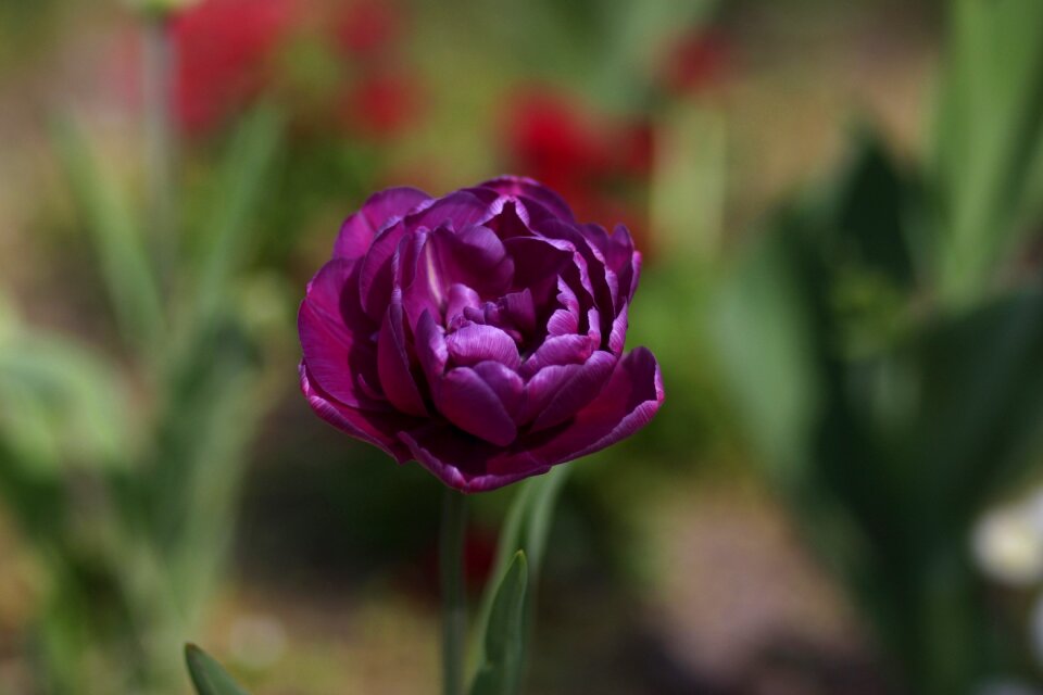 Petals spring nature photo