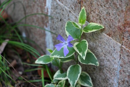 Corner plant corner plant