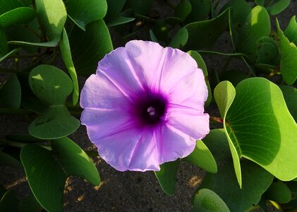 Beach morning glory do patti lata maryada-vel photo