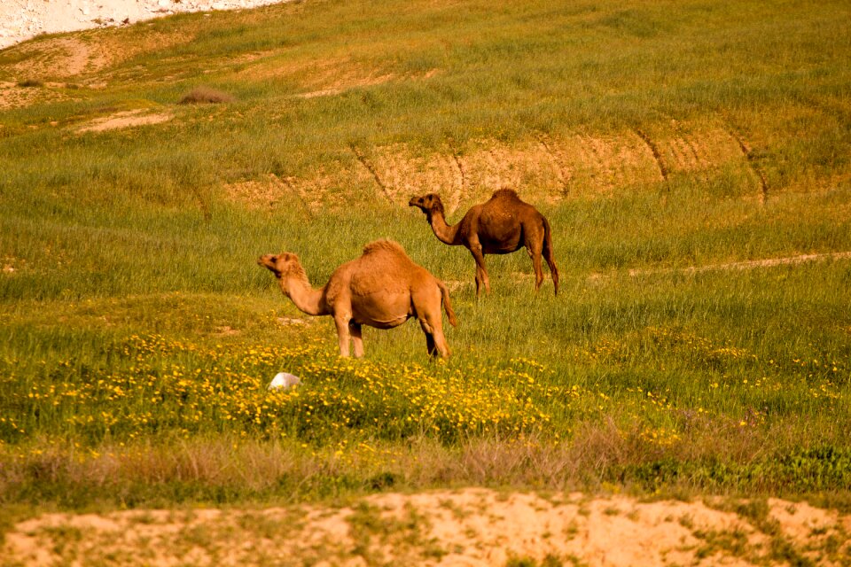 Camels israel fields