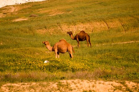 Camels israel fields