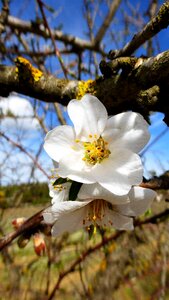Flower almond plant