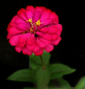 Flower flora nature