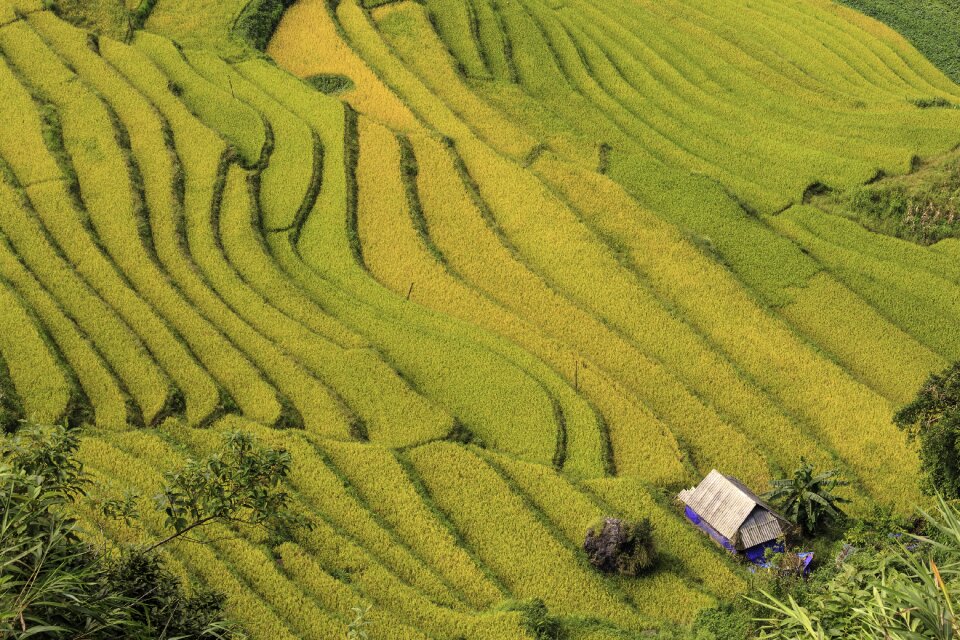 Terraces cooked rice minority
