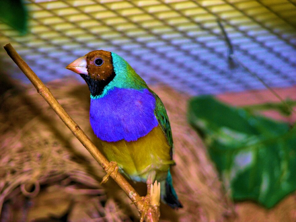 Colorful bird blue